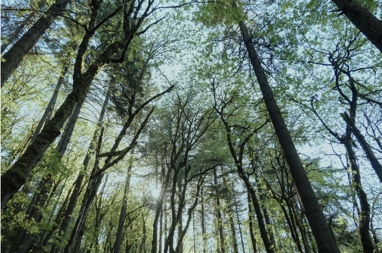 beautiful tall trees reaching for the sky